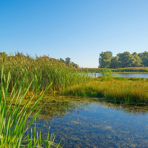 Austin Bottoms Wildlife Conservation Area