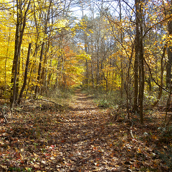 Knobstone Trail - Leota Trailhead